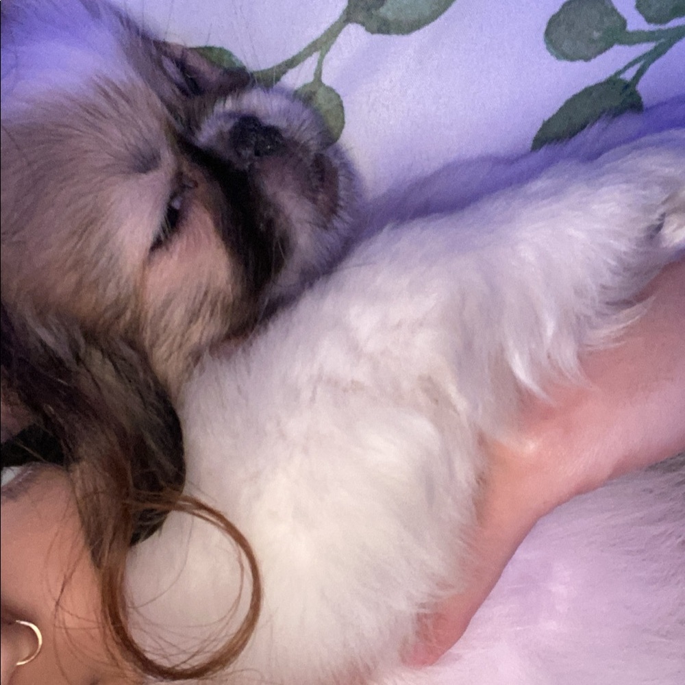 Meet your Posher, Isabelle alo